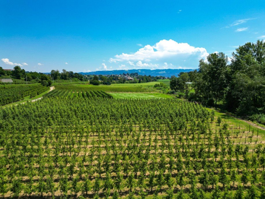 Blick ins Gr�ne Dachgeschosswohnung Wasserburg (Bodensee)
