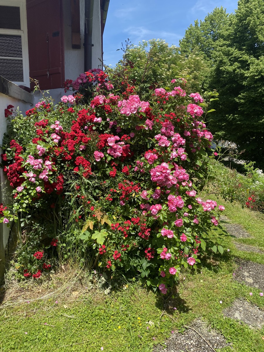  Doppelhaush�lfte Lindau / Aeschach