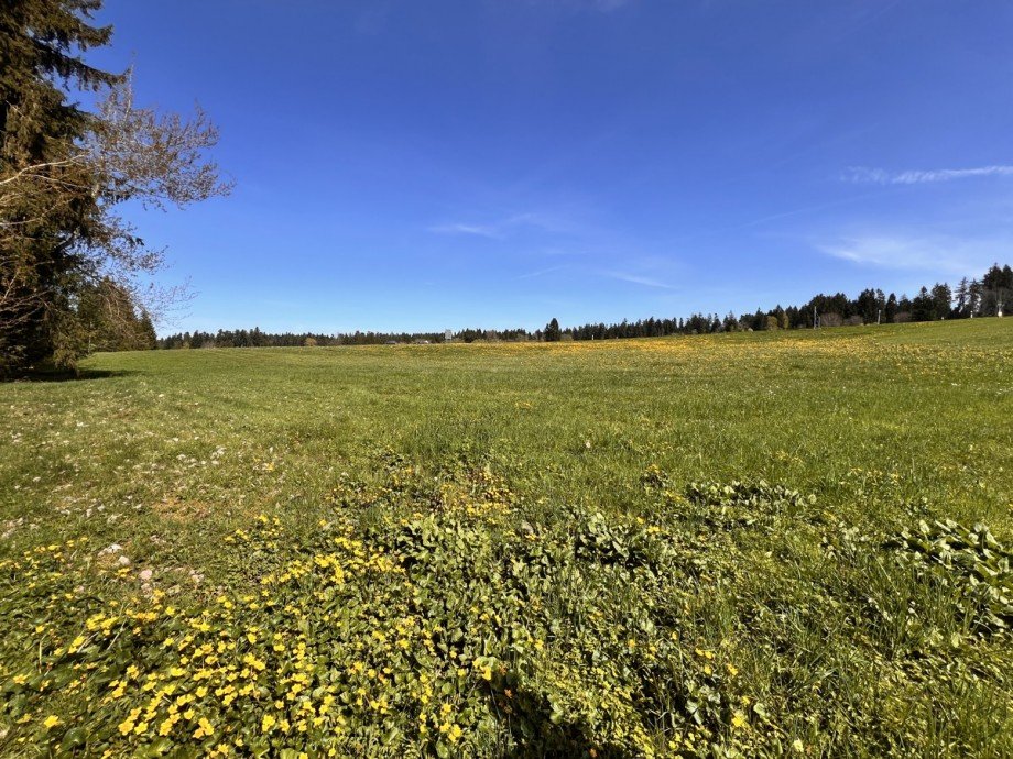  Land- / Forstwirtschaft - Grdst. Oberstaufen