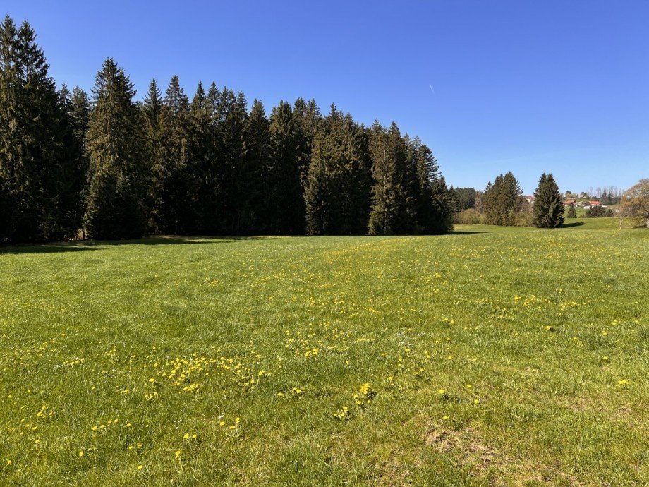  Land- / Forstwirtschaft - Grdst. Oberstaufen